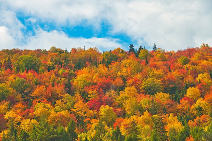 Picture of CANADA-NOVA SCOTIA-INDIAN BROOK FOREST IN AUTUMN FOLIAGE