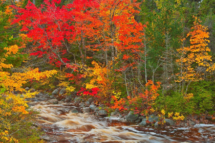 Picture of CANADA-NOVA SCOTIA MARY-ANNE FALLS AND FOREST IN AUTUMN FOLIAGE