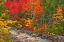 Picture of CANADA-NOVA SCOTIA MARY-ANNE FALLS AND FOREST IN AUTUMN FOLIAGE