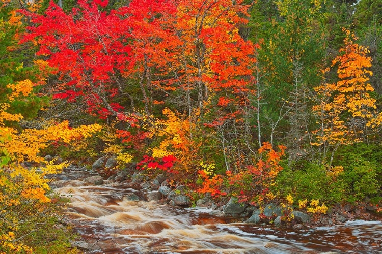 Picture of CANADA-NOVA SCOTIA MARY-ANNE FALLS AND FOREST IN AUTUMN FOLIAGE