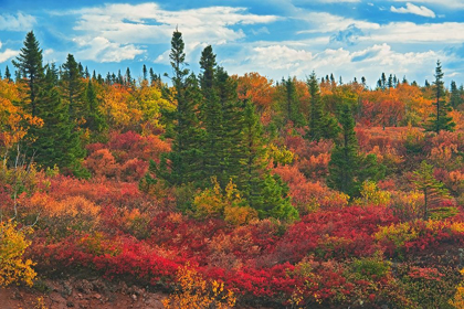 Picture of CANADA-NOVA SCOTIA-CAPE BRETON ISLAND FOREST IN AUTUMN FOLIAGE