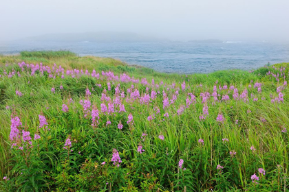 Picture of CANADA-NOVA SCOTIA-BAY OF FUNDY FIREWEED AND FOG ON BAY