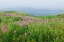 Picture of CANADA-NOVA SCOTIA-BAY OF FUNDY FIREWEED AND FOG ON BAY