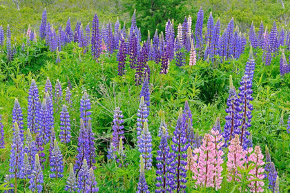 Picture of CANADA-NOVA SCOTIA-LUNENBERG LUPINE FLOWERS IN FIELD