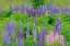 Picture of CANADA-NOVA SCOTIA-LUNENBERG LUPINE FLOWERS IN FIELD