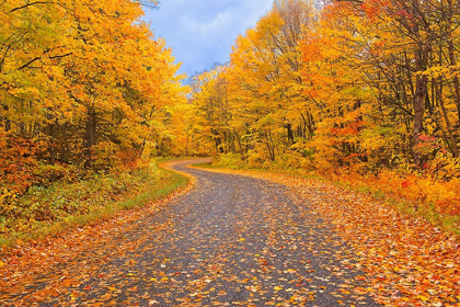 Picture of CANADA-ONTARIO COUNTRY ROAD THROUGH FOREST