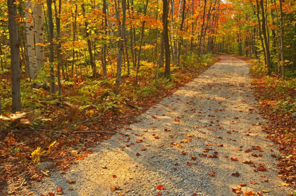 Picture of CANADA-ONTARIO-BRUCE PENINSULA NATIONAL PARK AUTUMN ON THE BRUCE TRAIL