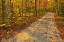 Picture of CANADA-ONTARIO-BRUCE PENINSULA NATIONAL PARK AUTUMN ON THE BRUCE TRAIL
