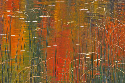 Picture of CANADA-ONTARIO REEDS ON BUNNY LAKE