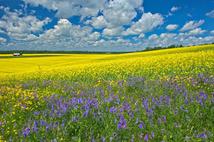 Picture of CANADA-ONTARIO-NEW LISKEARD CANOLA CROP AND WILD VETCH FLOWERS IN BLOOM