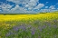 Picture of CANADA-ONTARIO-NEW LISKEARD CANOLA CROP AND WILD VETCH FLOWERS IN BLOOM