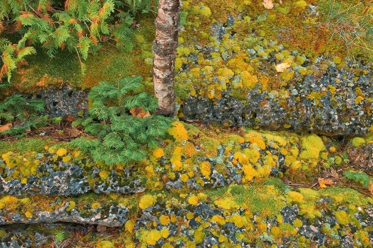 Picture of CANADA-ONTARIO-BRUCE PENINSULA NATIONAL PARK BIRCH TREE AND MOSS ON LIMESTONE ROCK