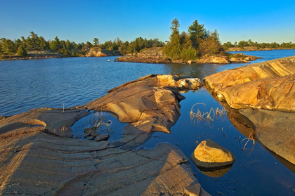 Picture of CANADA-ONTARIO-HONEY HARBOUR WHITE PINE TREE ON PRECAMBRIAN SHIELD ROCK