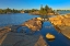 Picture of CANADA-ONTARIO-HONEY HARBOUR WHITE PINE TREE ON PRECAMBRIAN SHIELD ROCK