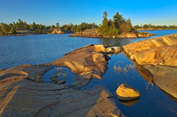 Picture of CANADA-ONTARIO-HONEY HARBOUR WHITE PINE TREE ON PRECAMBRIAN SHIELD ROCK