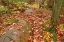 Picture of CANADA-ONTARIO-KILLARNEY PROVINCIAL PARK-GRANITE RIDGE TRAIL PARK