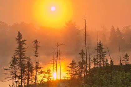 Picture of CANADA-ONTARIO-TORRANCE BARRENS DARK-SKY PRESERVE FOGGY SUNRISE ON FOREST