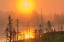 Picture of CANADA-ONTARIO-TORRANCE BARRENS DARK-SKY PRESERVE FOGGY SUNRISE ON FOREST