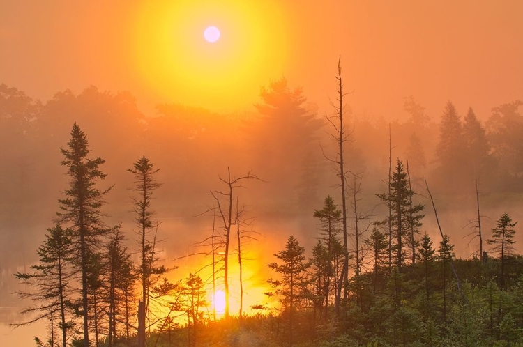 Picture of CANADA-ONTARIO-TORRANCE BARRENS DARK-SKY PRESERVE FOGGY SUNRISE ON FOREST