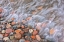 Picture of CANADA-ONTARIO-MARATHON ROCKS AND DRIFTWOOD ON PEBBLE LAKE SUPERIORS BEACH
