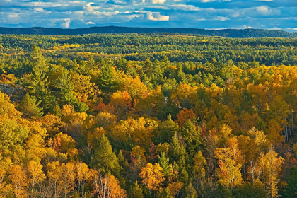 Picture of CANADA-ONTARIO-NEEBING COUNTY FOREST IN AUTUMN