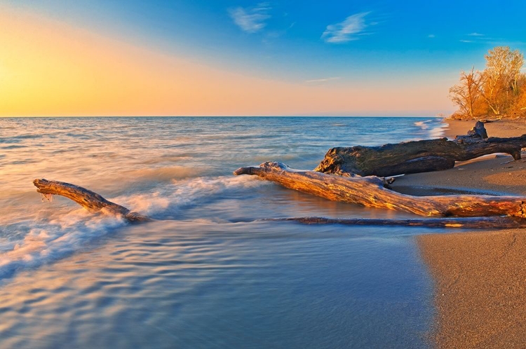 Picture of CANADA-ONTARIO-POINT PELEE NATIONAL PARK DRIFTWOOD ON LAKE ERIE SHORELINE AT SUNRISE