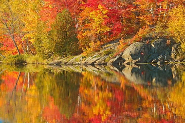 Picture of CANADA-ONTARIO-SIMON LAKE PARK CONSERVATION AREA FOREST AND ROCK REFLECTED IN SIMON LAKE