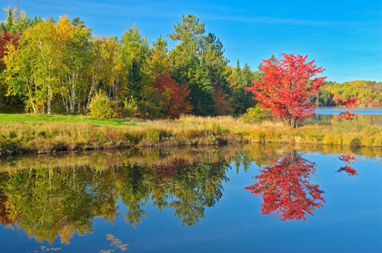 Picture of CANADA-ONTARIO-WORTHINGTON RED MAPLE TREE REFLECTED IN ST POITHIER LAKE