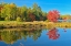 Picture of CANADA-ONTARIO-WORTHINGTON RED MAPLE TREE REFLECTED IN ST POITHIER LAKE