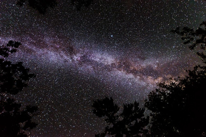 Picture of CANADA-ONTARIO-SIOUX NARROWS PROVINCIAL PARK-NIGHT SKY WITH MILKY WAY