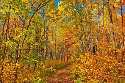 Picture of CANADA-ONTARIO-AUBREY FALLS PROVINCIAL PARK-FOREST TRAIL IN AUTUMN
