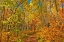 Picture of CANADA-ONTARIO-AUBREY FALLS PROVINCIAL PARK-FOREST TRAIL IN AUTUMN