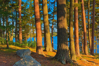 Picture of CANADA-ONTARIO MATURE WHITE PINES AND RED PINES AT SUNSET