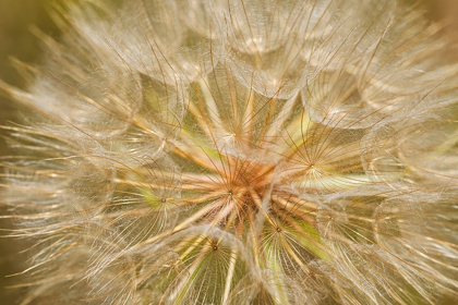 Picture of CANADA-ONTARIO-SIOUX NARROWS GOATS-BEARD FLOWER CLOSE-UP