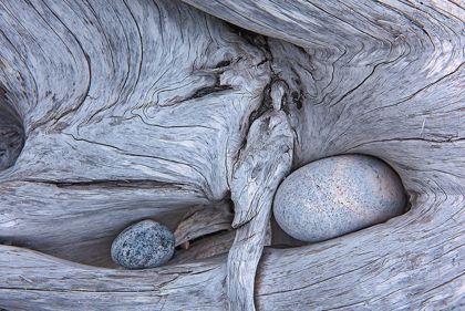 Picture of CANADA-ONTARIO-MARATHON ROCKS IN DRIFTWOOD ON PEBBLE BEACH