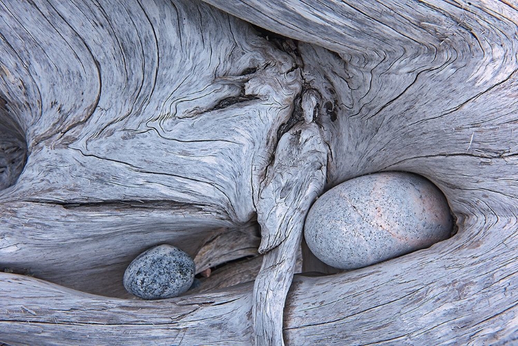 Picture of CANADA-ONTARIO-MARATHON ROCKS IN DRIFTWOOD ON PEBBLE BEACH