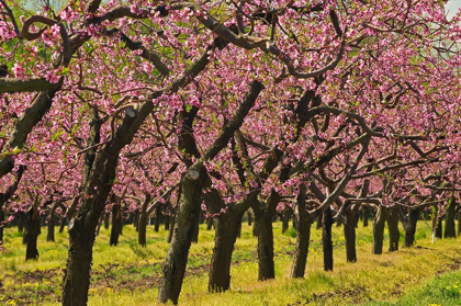 Picture of CANADA-ONTARIO-GRIMSBY PEACH ORCHARD BLOOMING IN SPRING