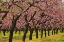 Picture of CANADA-ONTARIO-GRIMSBY PEACH ORCHARD BLOOMING IN SPRING