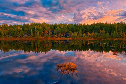 Picture of CANADA-ONTARIO-GREATER SUDBURY LAKE GRASSES AND CLOUD REFLECTIONS AT SUNRISE