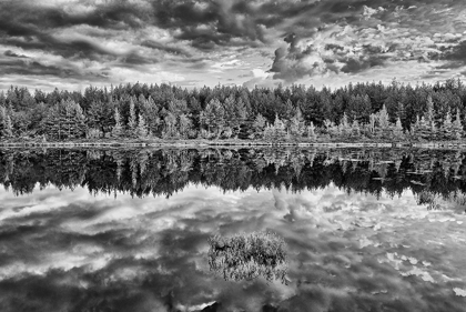 Picture of CANADA-ONTARIO-GREATER SUDBURY BLACK AND WHITE OF LAKE GRASSES AND CLOUD REFLECTIONS AT SUNRISE