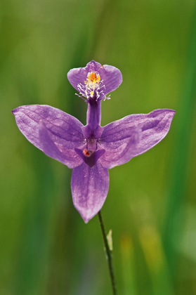 Picture of CANADA-ONTARIO-BRUCE PENINSULA NATIONAL PARK GRASS PINK ORCHID CLOSE-UP