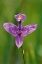 Picture of CANADA-ONTARIO-BRUCE PENINSULA NATIONAL PARK GRASS PINK ORCHID CLOSE-UP