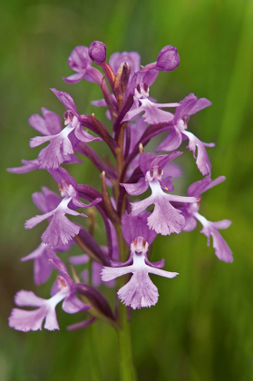 Picture of CANADA-ONTARIO-BRUCE PENINSULA NATIONAL PARK SMALL PURPLE FRINGED ORCHIDS CLOSE-UP