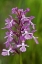 Picture of CANADA-ONTARIO-BRUCE PENINSULA NATIONAL PARK SMALL PURPLE FRINGED ORCHIDS CLOSE-UP