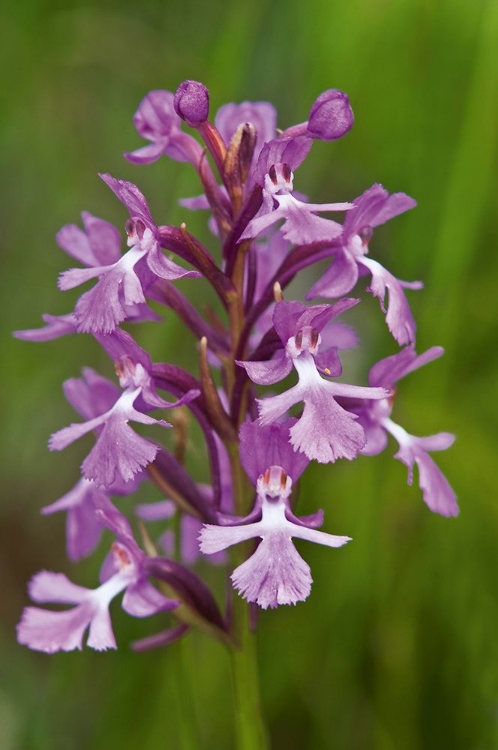 Picture of CANADA-ONTARIO-BRUCE PENINSULA NATIONAL PARK SMALL PURPLE FRINGED ORCHIDS CLOSE-UP