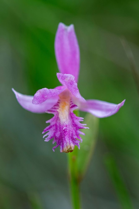 Picture of CANADA-ONTARIO-BRUCE PENINSULA NATIONAL PARK DRAGONS MOUTH ORCHID CLOSE-UP