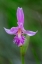 Picture of CANADA-ONTARIO-BRUCE PENINSULA NATIONAL PARK DRAGONS MOUTH ORCHID CLOSE-UP