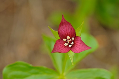 Picture of CANADA-ONTARIO-ALGONQUIN PROVINCIAL PARK RED TRILLIUM FLOWER CLOSE-UP