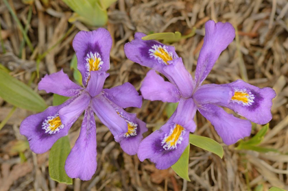 Picture of CANADA-ONTARIO-TOBERMORY DWARF LAKE IRIS FLOWER CLOSE-UP