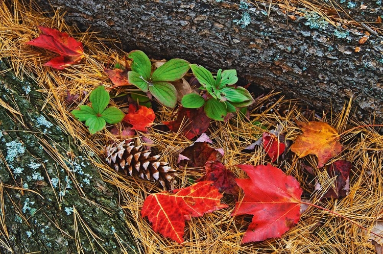 Picture of CANADA-ONTARIO-TYSON LAKE VEGETATION AND LOG ON FOREST FLOOR